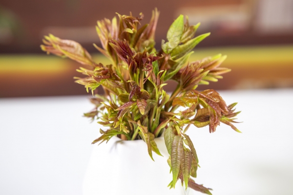 香椿芽几月份就不能吃了 适合谷雨节气吃的蔬菜