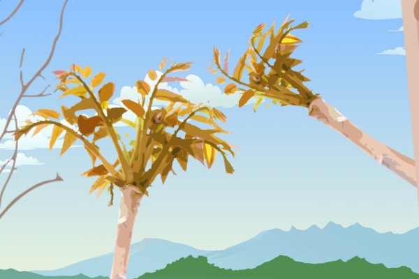 香椿芽必须要焯水才能吃吗？ 香椿木泡水的功效