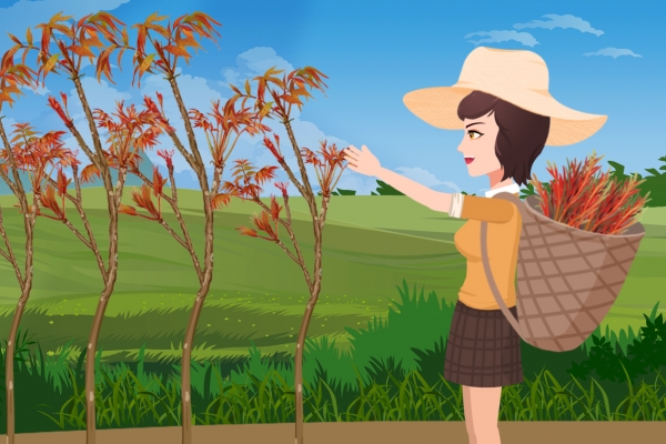 香椿芽不焯水可以直接炒吗？ 香椿采摘的注意事项