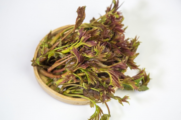 香椿芽可以生吃吗？ 如何采摘新鲜的香椿芽