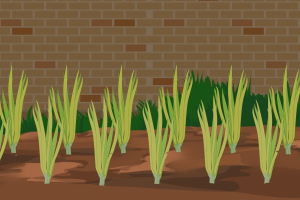 香椿芽的功效与作用 适合惊蛰节气吃的蔬菜