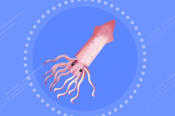 鱿鱼不可以和什么一起吃 鱿鱼的日常简单吃法