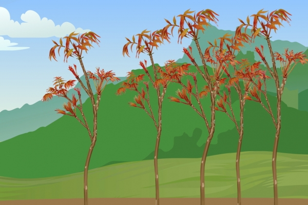 院子里可以种香椿树吗？ 种植香椿树的注意事项