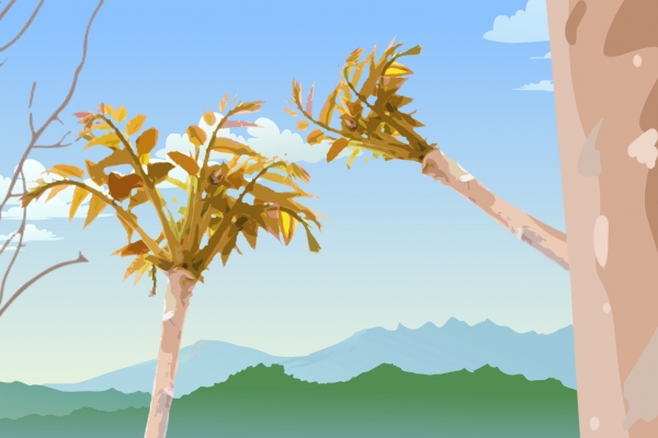 院子里可以种香椿树吗？ 种植香椿树的注意事项