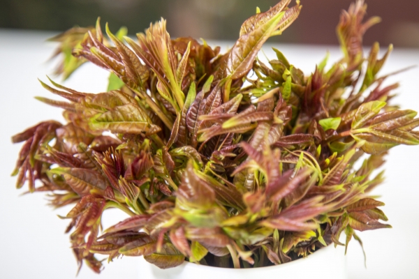 怀孕初期可以吃香椿吗？ 怀孕初期适合吃的水果