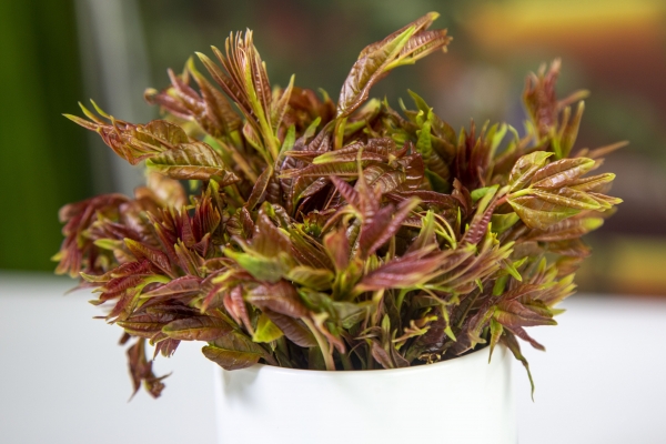 香椿吃多了有什么危害 适量吃香椿有什么好处