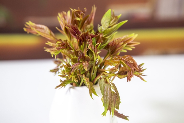 香椿可以吃到什么季节 四月份适合吃什么蔬菜