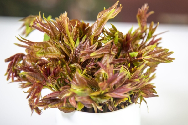 香椿可以晒干保存吗？ 香椿怎么晒干