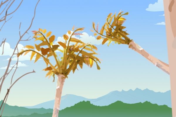 香椿炒鸡蛋过夜能吃吗？ 香椿的采摘标准