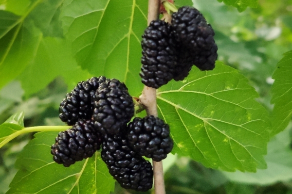 女人每晚喝一杯桑葚酒的好处 桑葚干的吃法