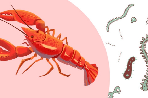 小龙虾头部的黄色部分能吃吗？ 什么人不适合吃小龙虾