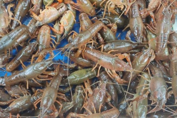 小龙虾的营养价值及功效与作用 小龙虾的挑选妙招