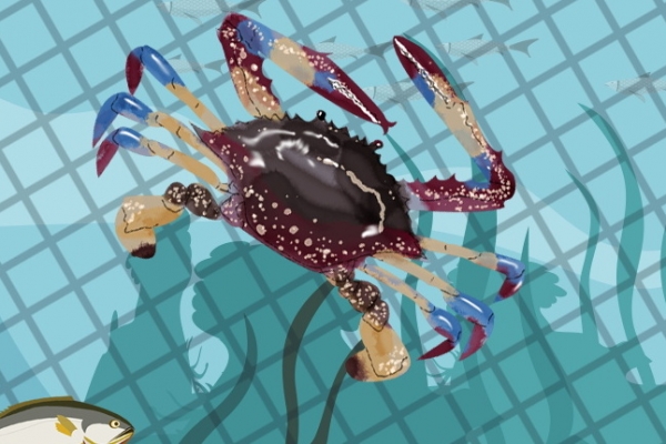 上午买的梭子蟹到晚上吃怎么保存 吃梭子蟹需要注意什么