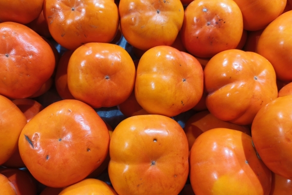 橘子和柿子可以一起吃吗？ 柿子的禁忌和作用