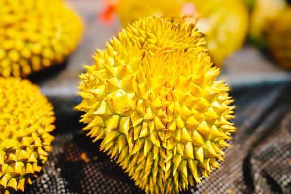 榴莲不能和什么一起 吃榴莲怎么挑选