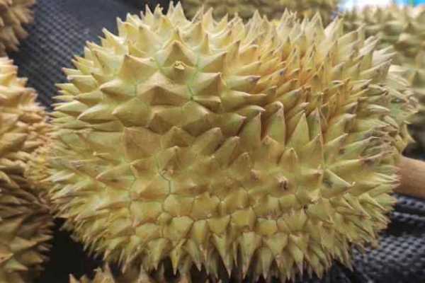 怎样选榴莲才能选到好榴莲 什么人不适合吃榴莲