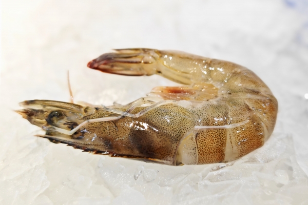 虾和枇杷可以一起吃吗？ 不适合吃虾的人群