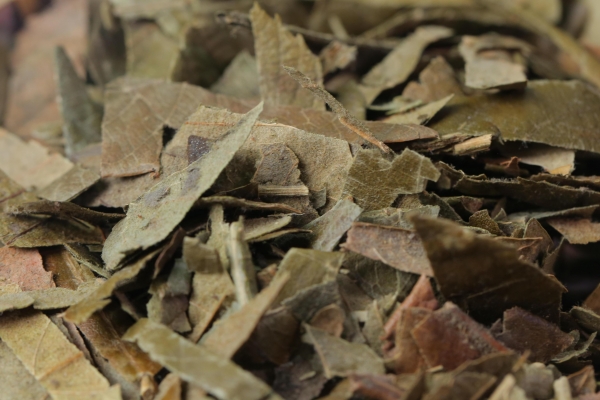 孕妇可以喝枇杷叶煮水吗？ 枇杷叶煮水喝了有什么好处