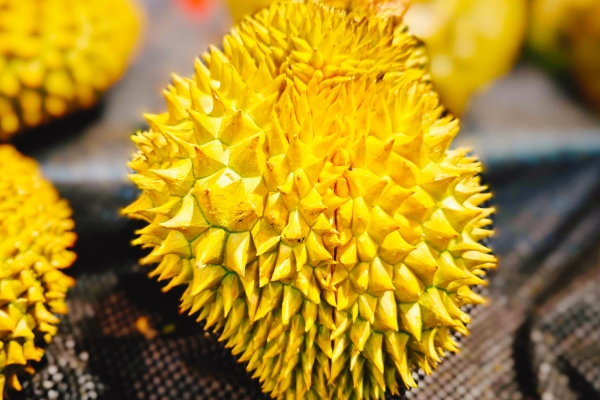 吃榴莲的好处和坏处有哪些 吃榴莲的注意事项