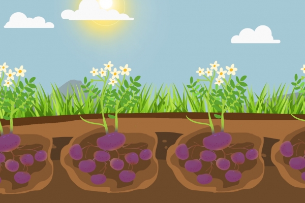 土豆三伏天怎么保存不坏 挑选新鲜的土豆小技巧