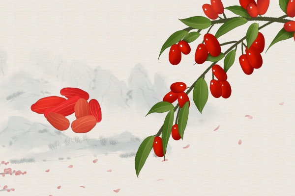 三伏天可以喝枸杞泡水吗？ 枸杞子泡水喝的正确方法是什么