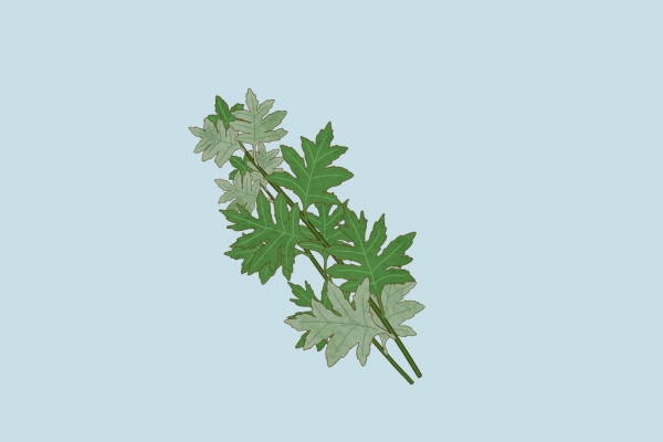 艾叶和大枣泡水喝能祛湿吗？ 艾叶和大枣泡水喝的方法