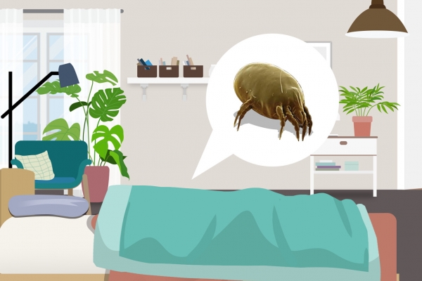 夏天床上的小圆虫是什么 如何应对床上的小圆虫