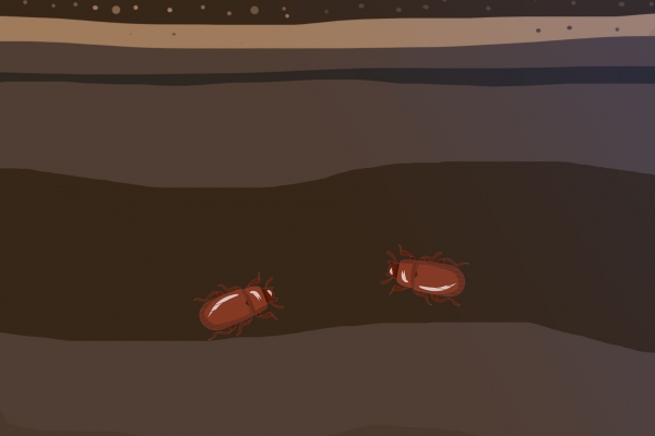 夏天室内床上怎么防蛀虫 夏天防蛀虫的方法