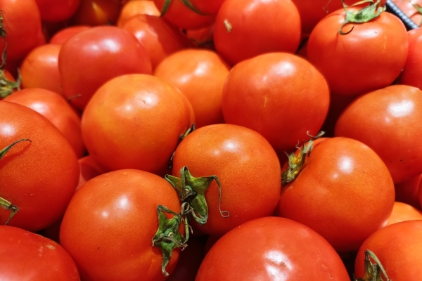 西红柿的特性 夏季高温西红柿怎么保存好