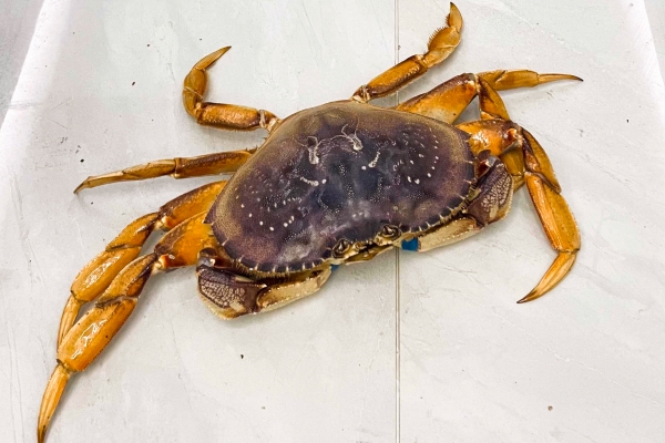 大闸蟹蟹黄发黑能吃吗？ 为什么大闸蟹蟹黄会发黑