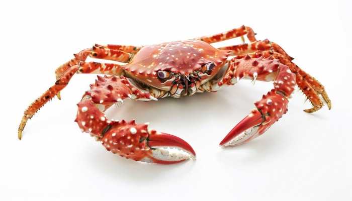 大闸蟹已经死了还能吃吗？ 大闸蟹哪些部位不能吃