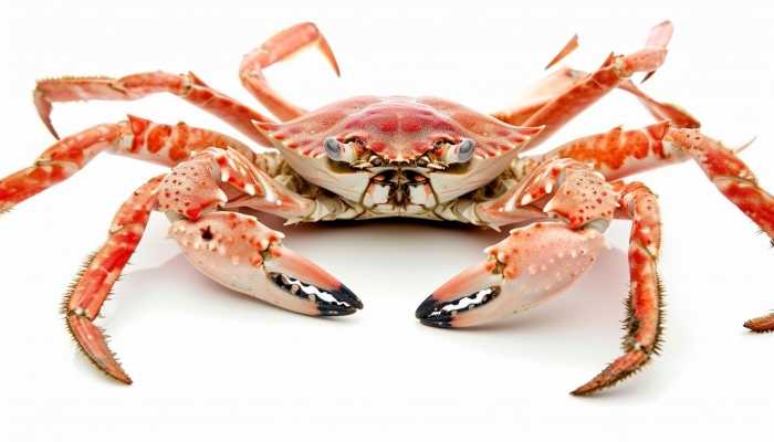 大闸蟹刚刚死了能不能吃 吃螃蟹的注意事项