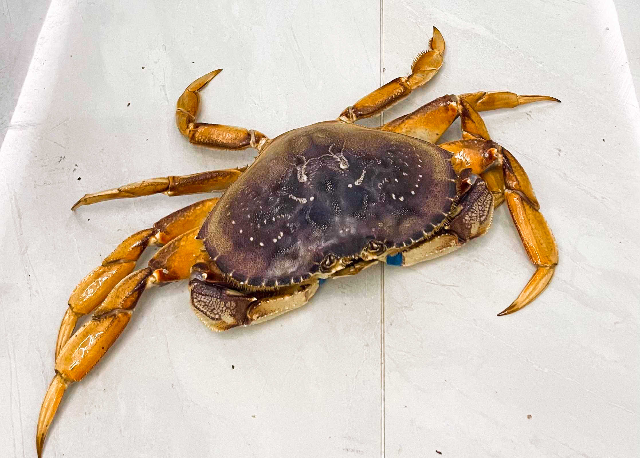 清蒸大闸蟹过夜能吃吗？ 螃蟹可以在冰箱放几天