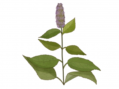 溪黄草祛湿茶可以长期喝吗？ 溪黄草的功效与作用