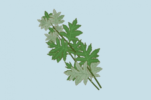 祛湿泡脚可以加什么东西 泡脚加什么辅助祛湿气