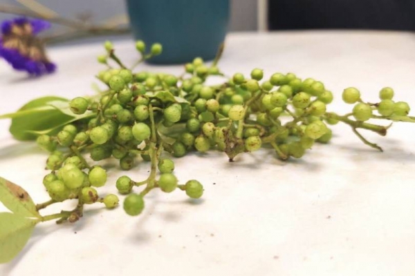 祛湿泡脚可以加什么东西 泡脚加什么辅助祛湿气