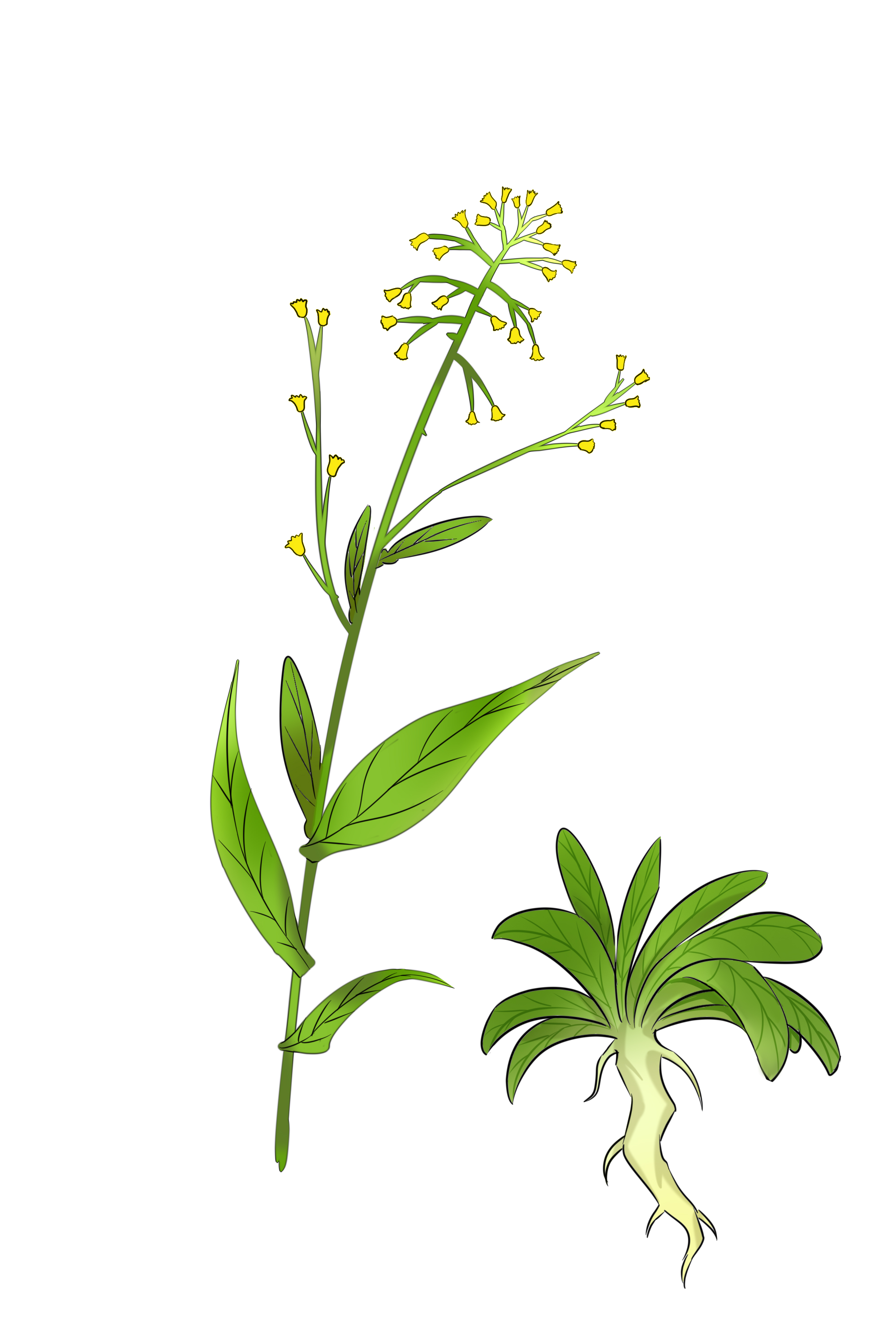 补肺的食物有哪些 补肺气人们常吃的食物