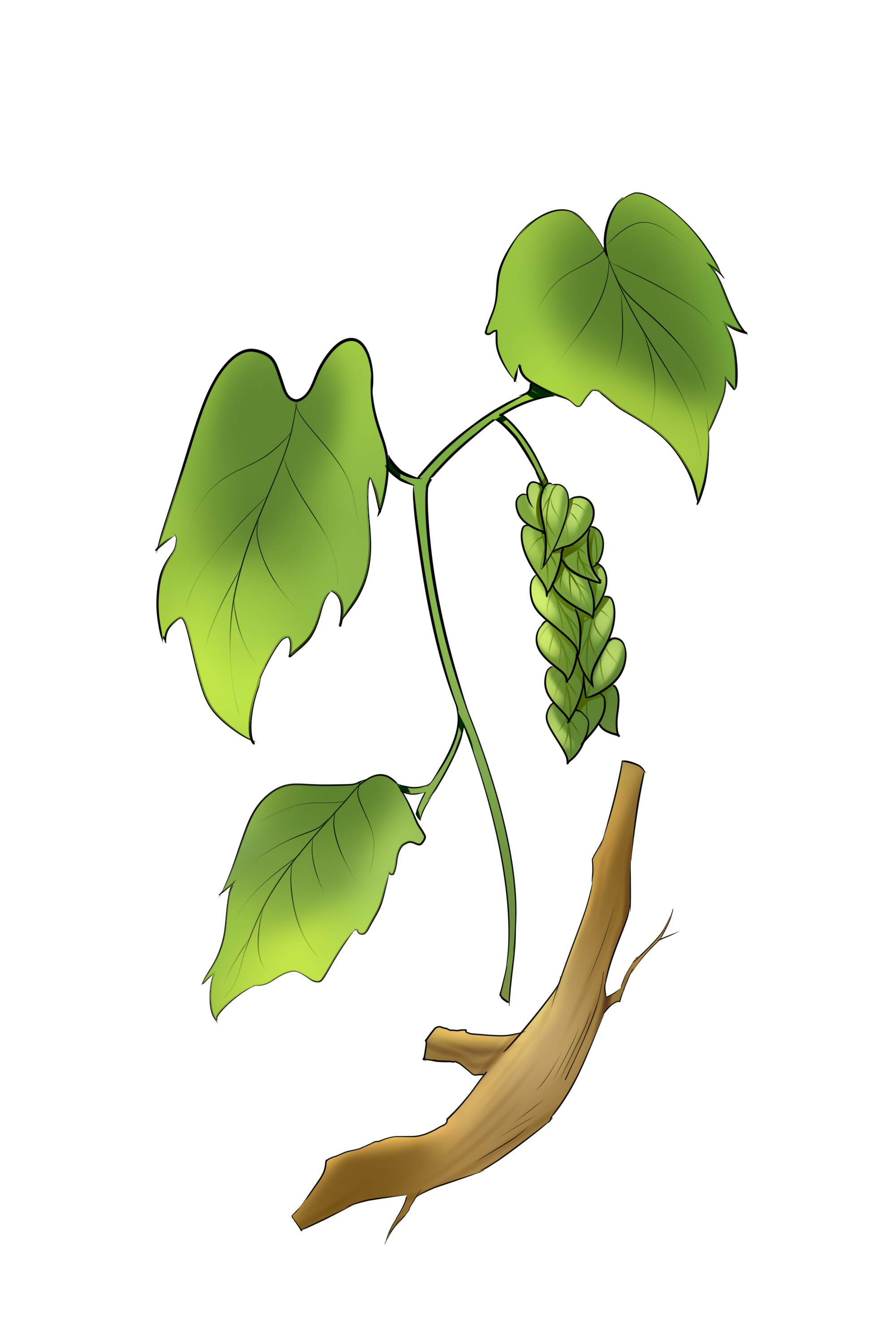 什么是阴虚体质 补阴虚的食物有哪些