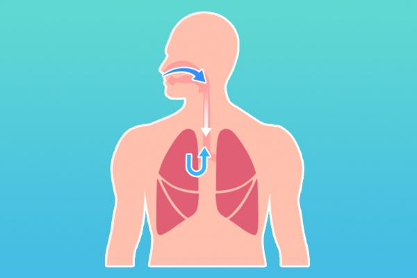 补肺润肺的食物有哪些 5个养肺小妙招