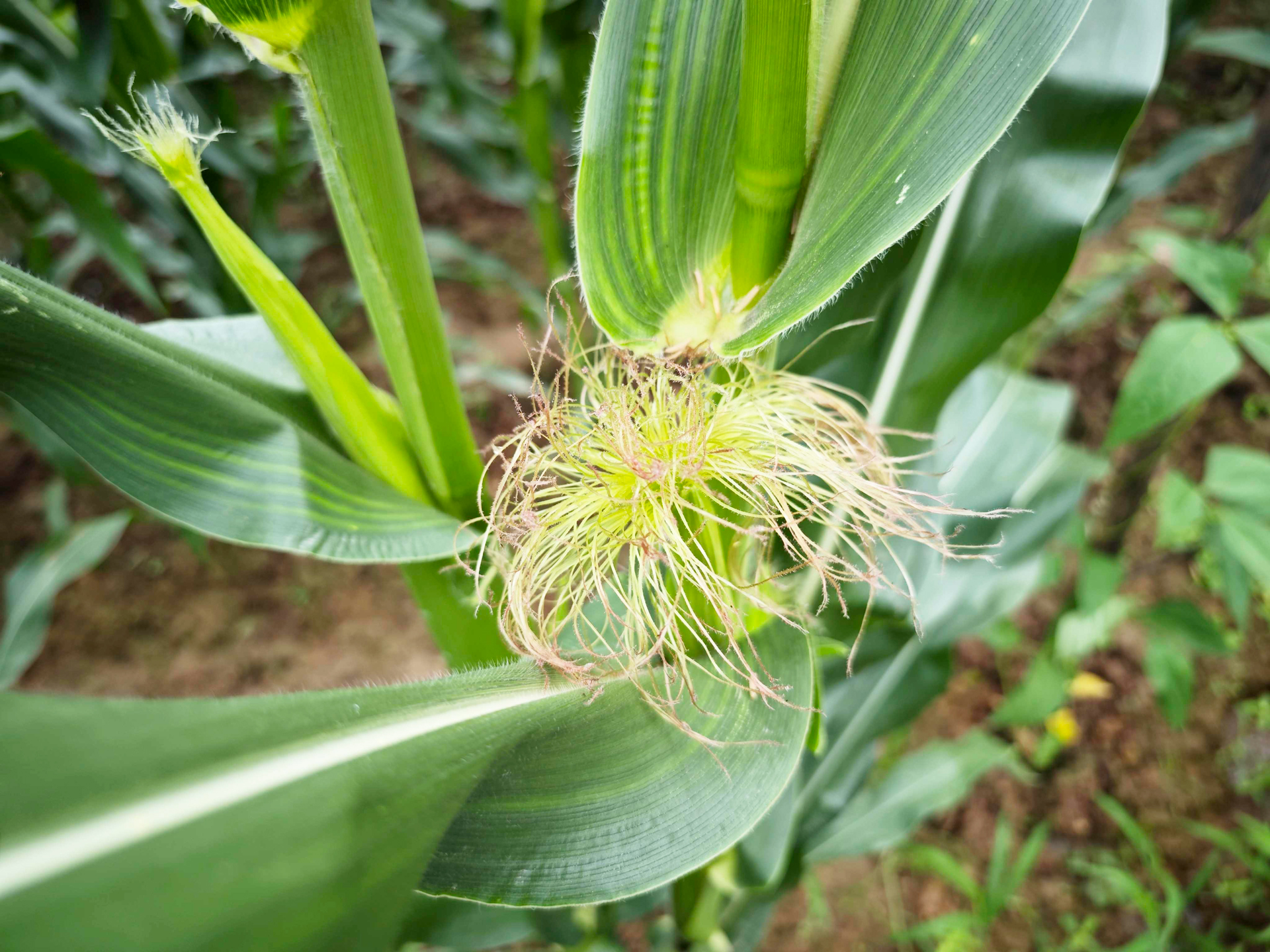 喝玉米须水多久能祛湿 祛湿的其他办法