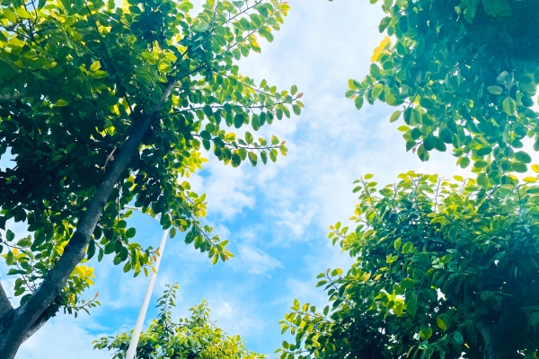 夏季养生的着重点是什么 夏季养生该吃什么