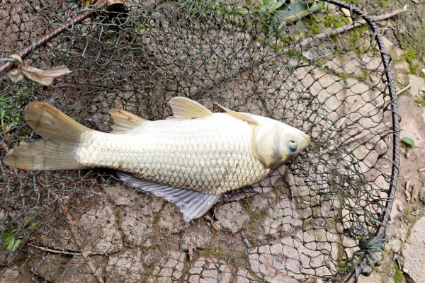 夏季哪些食物能健脾祛湿 辅助健脾祛湿的食物