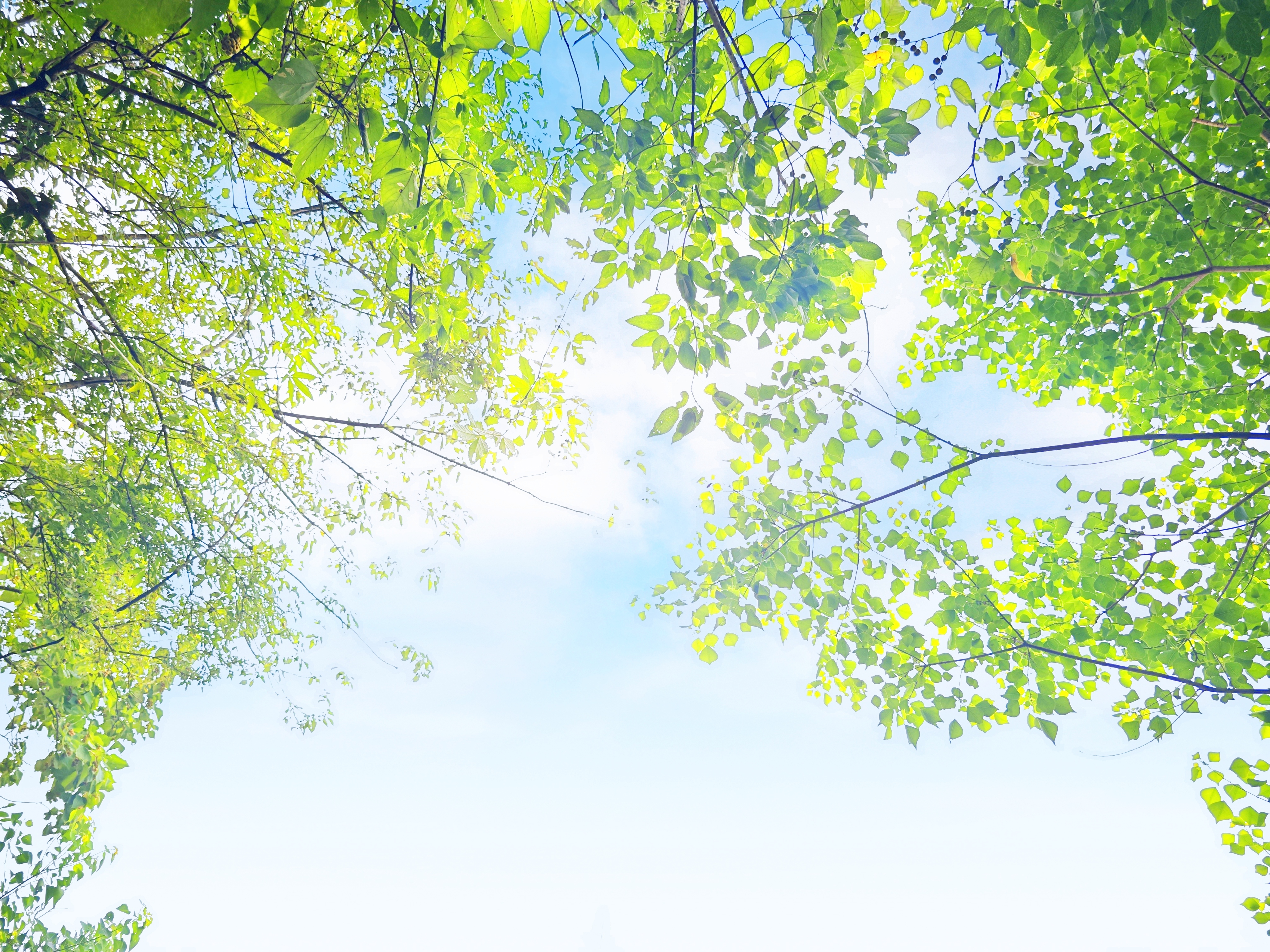 三伏天能每天晒太阳吗？ 晒太阳的功效和作用