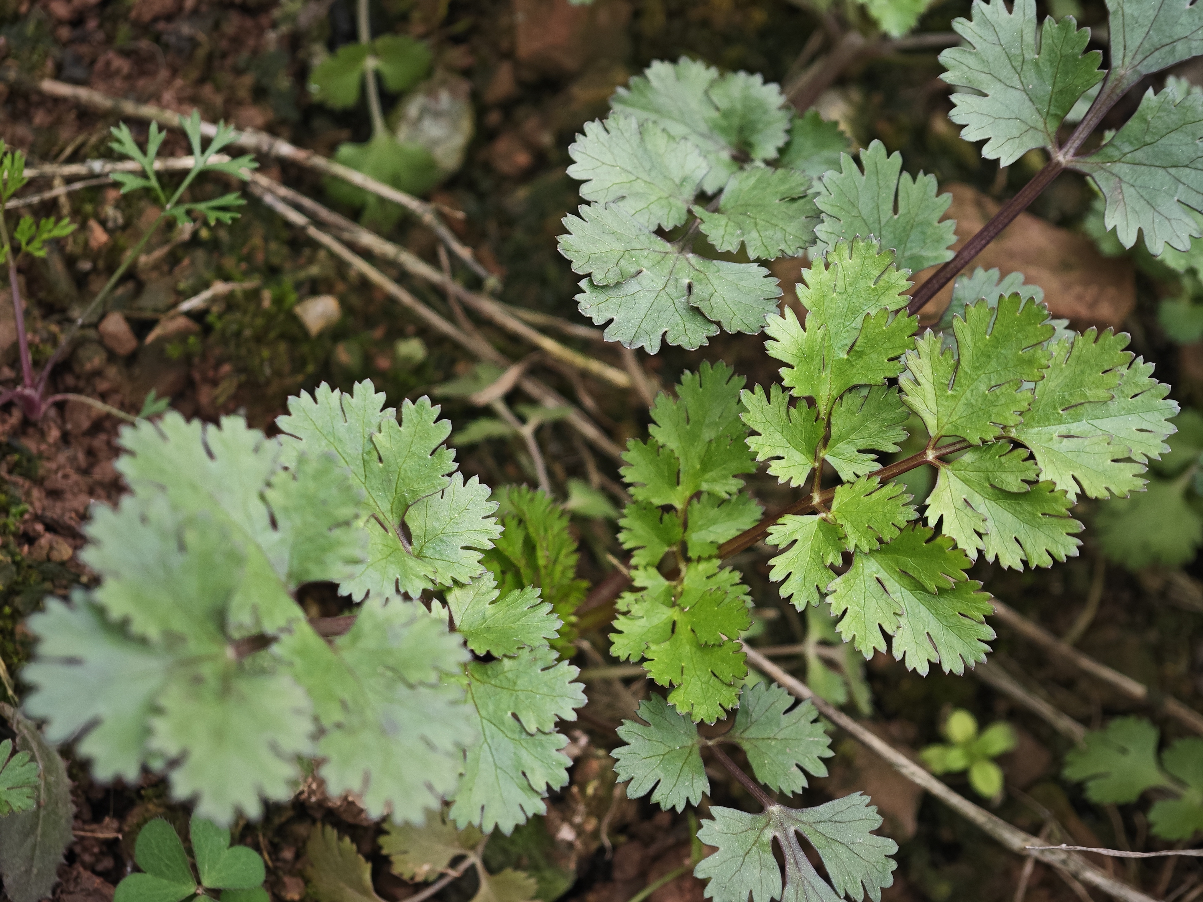 香菜熬水喝可以祛湿吗？ 吃香菜的注意事项
