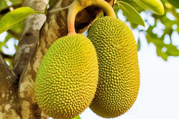 菠萝蜜是凉性还是热性 吃菠萝蜜的好处与禁忌人群