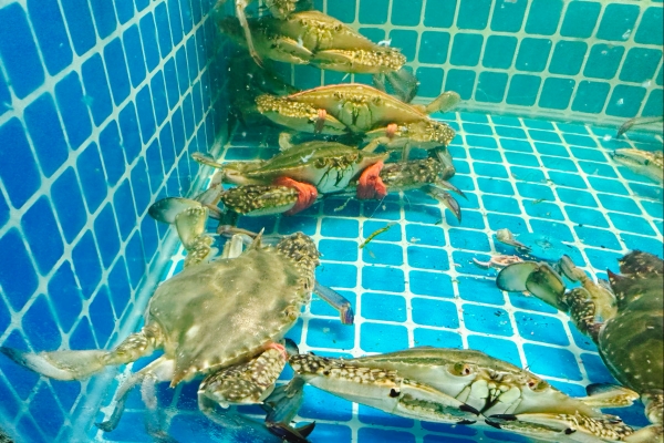 梭子蟹不能和什么一起吃 清洗梭子蟹的正确方法