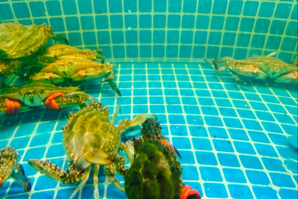 梭子蟹不能和什么一起吃 清洗梭子蟹的正确方法