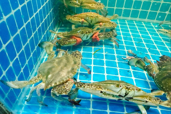 梭子蟹什么季节最好吃 公梭子蟹怎么挑选