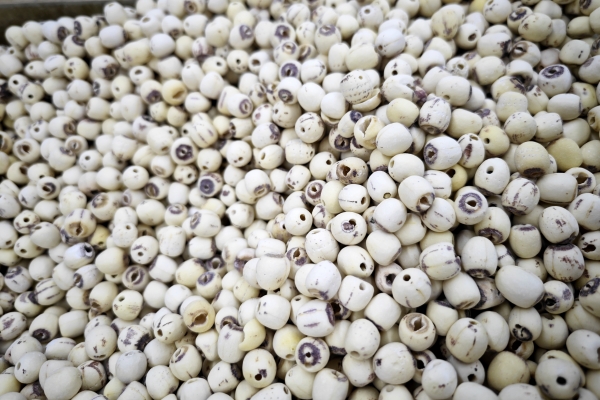 莲子心和什么搭配泡水喝最好 莲子心配什么不伤脾胃