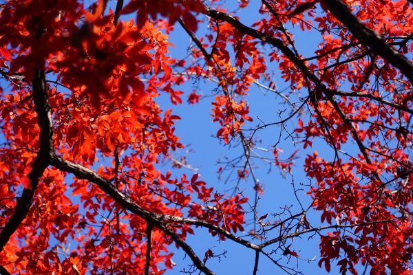 秋季养生如何解乏 秋季养生喝什么茶